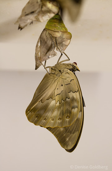 emergence, a butterfly from a chrysalis