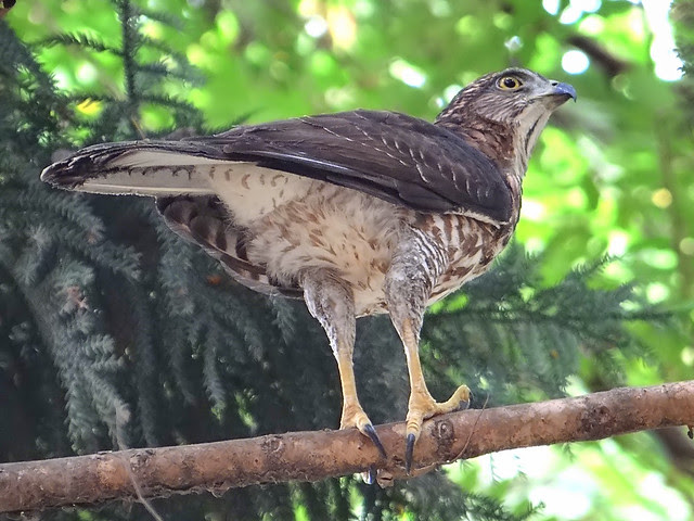 鳳頭蒼鷹/無限台南