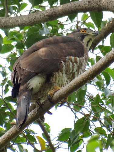 鳳頭蒼鷹/無限台南