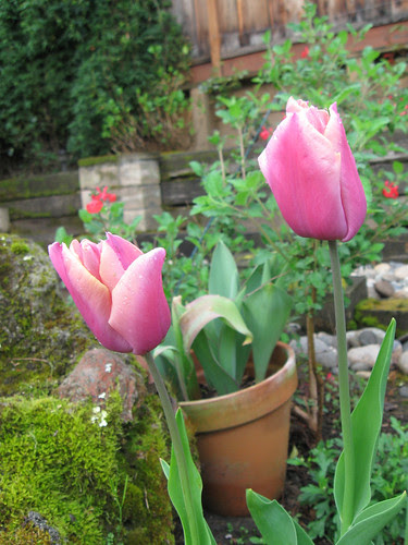 Tulip pink1