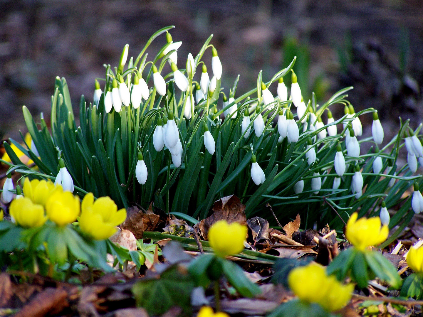 Whatsapp Bilder Kostenlos Frühling / Um gelöschte fotos aus whatsapp