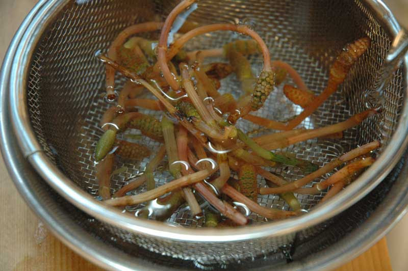 上選択 つくし の レシピ 500 トップ画像のレシピ