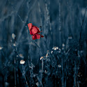 posted image