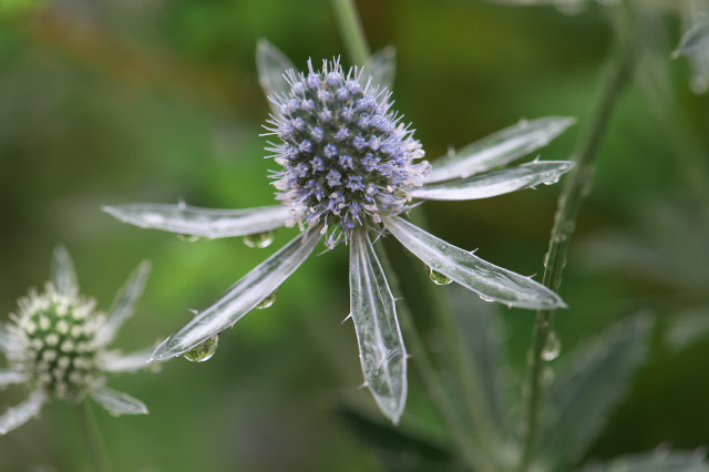 最新松ぼっくり 花 最高の花の画像