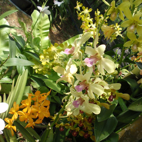 KL orchids 1