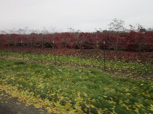 Fall color, Howell Prairie Road