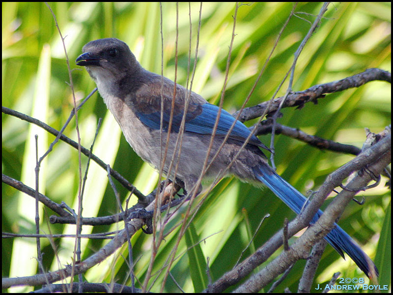 Florida Scrub Jay