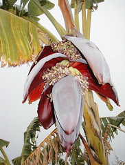 Banana Flower Feb 2 06