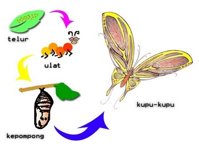 luthfiannisahay: Terjemahan Lirik Lagu Butterfly Fly Away