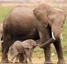 Image result for mothers and baby animals