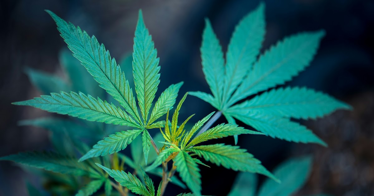 Marijuana Wallpaper 4k - Brian Wallpaper Image