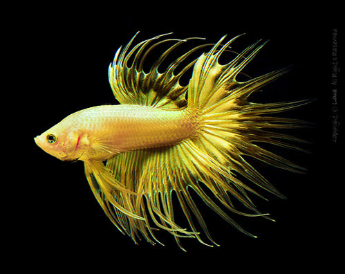 my gold crowntail