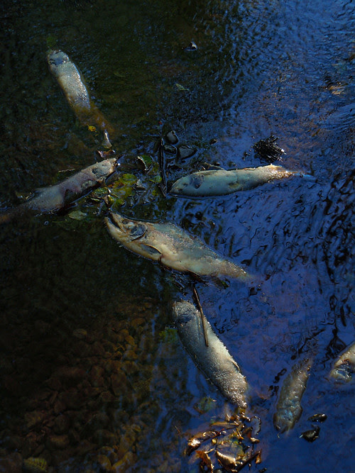 dead fish in Son-i-Hat Creek, Kasaan, Alaska