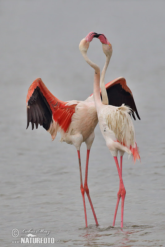 Gambar Hewan Flamingo - Gambar Hewan