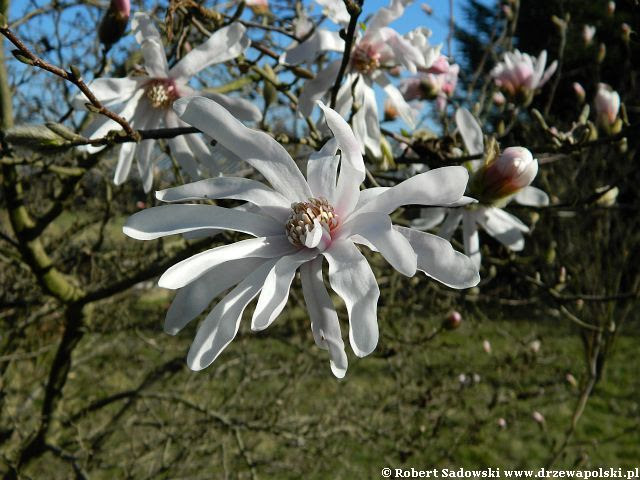 Magnolia gwiaździsta Magnolia gwiaździsta