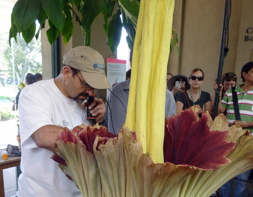 Avoiding Regret: Photo Essay: The Blooming, Stinking Corpse Flower (and ...