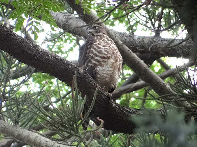 鳳頭蒼鷹/無限台南