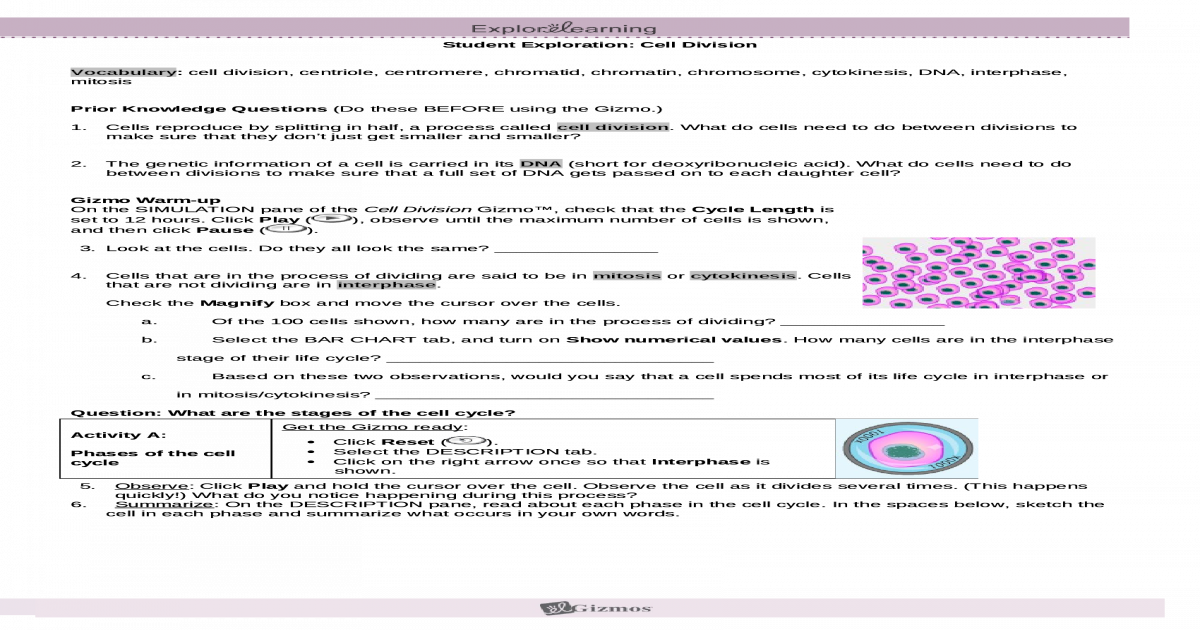 student-exploration-meiosis-gizmo-answer-key-cheat-sheet-meiosis-gizmo-answer-key-pdf-my-pdf
