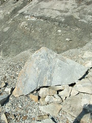tree on rock
