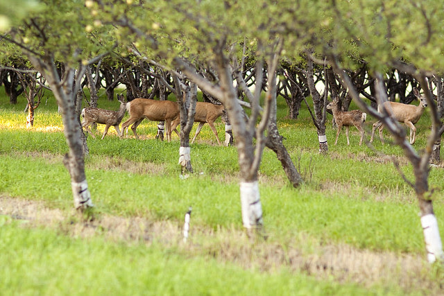 deer