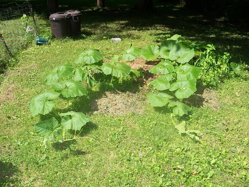 pumpkin patch