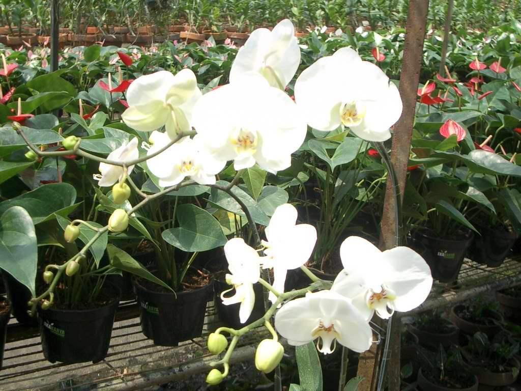 Bisnis Budidaya Tanaman Hias Bunga Anggrek Orchid Aglaonema Adenium Buy Orchids Product On