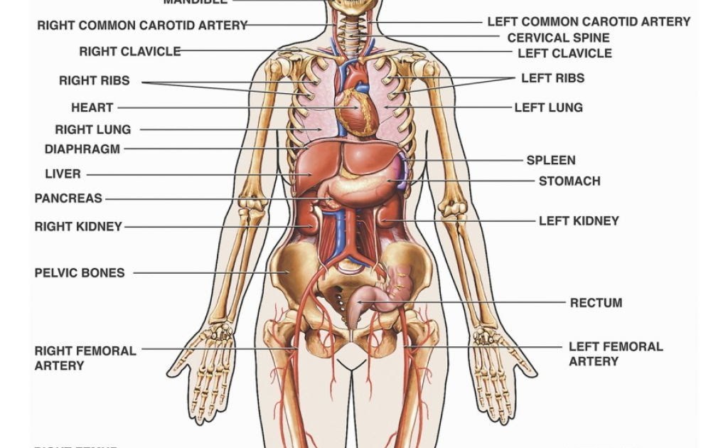 Верхняя часть человека. Анатомия человека. Анатомия женщины. Строение нижней части тела. Анатомия женского тела.