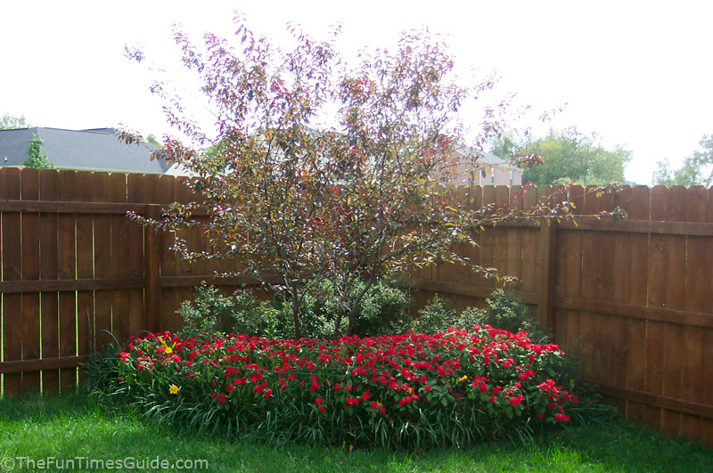 Best Pictures| Artwork: japanese maple dwarf trees