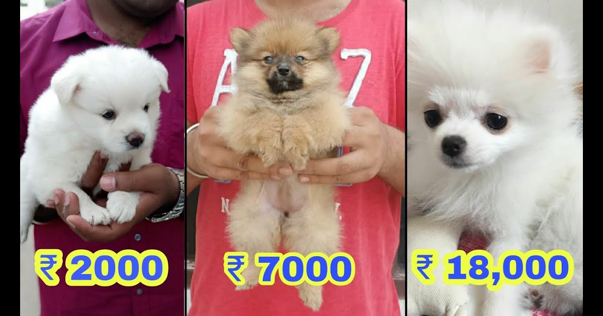 Teacup Dog Breeds Price In India / Pomeranian Dog Price In