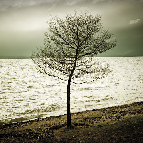 Tree / Lake / Water