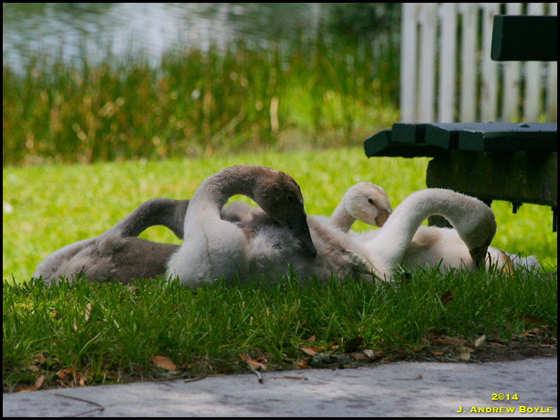 Mute Swans Mute Swans