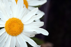 Neighbor's daisies