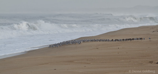 sanderlings line the sand, facing crashing waves