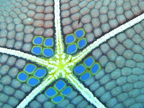 Starfish shrimp on a cushion sea star / マンジュウヒトデの上のヒトデヤドリエビ