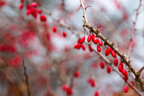 no snow, but somehow these bright red berries feel like winter to me!