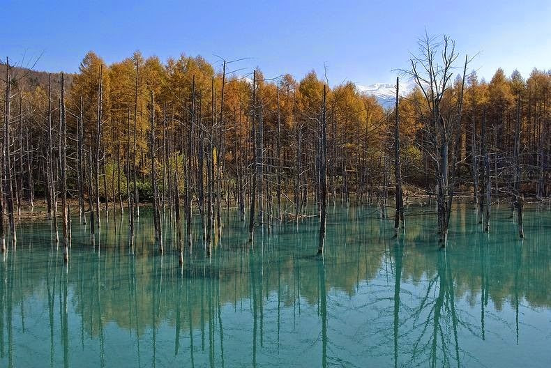 Blue Pond atau bak biru dibawah ini terletak di tepi kiri Sungai Bieigawa UNiknya Blue Pond di Hokkaido Jepang