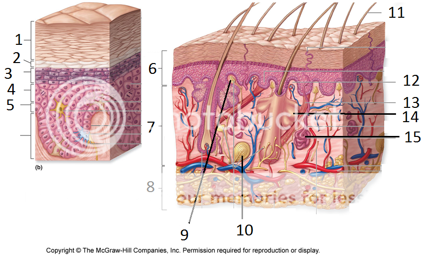 label-the-skin-anatomy-diagram-hanenhuusholli