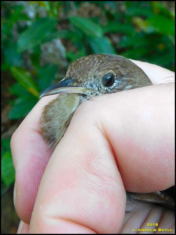 House Wren House Wren