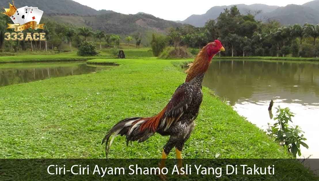Ayam Shamo Asli - Ayam Mania