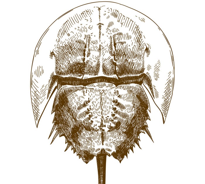 How To Draw A Horseshoe Crab