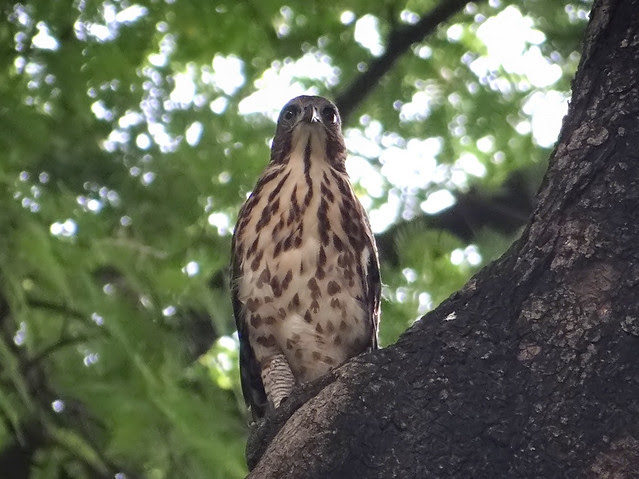鳳頭蒼鷹/無限台南