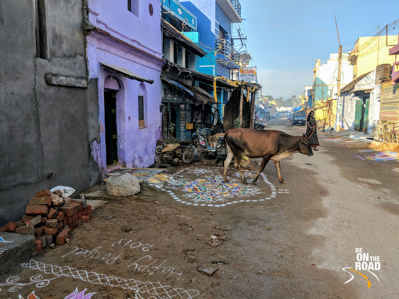 Cows are invited into homes at Kallidaikurichi during Pongal