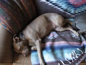 Tired Pig