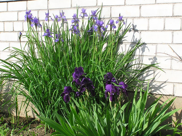 Iris sibirica & nameless garden iris