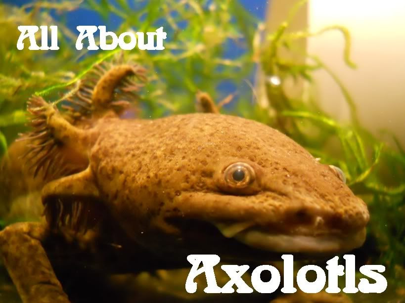 target exclusive axolotl