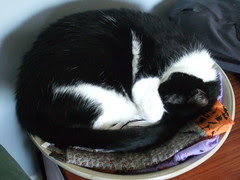 Mosen in a bowl