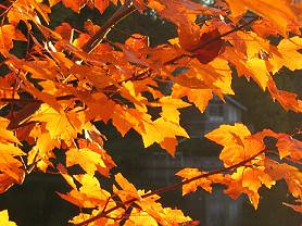 15%20-%20the%20flaming%20colors%20of%20fall
