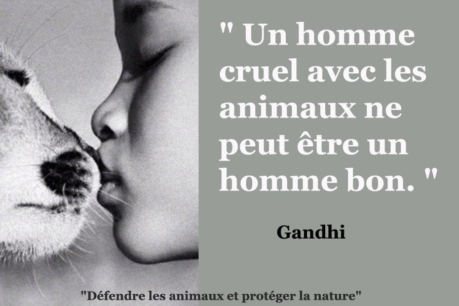 Citation De Gandhi Sur Les Animaux freeCitation