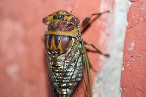 Cicada
