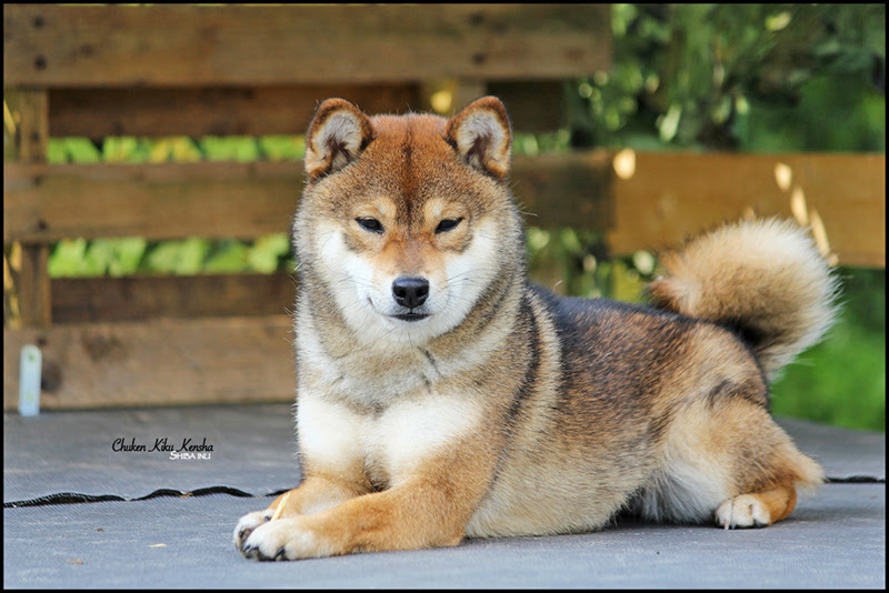 23+ Sesame Shiba Inu Images l2sanpiero